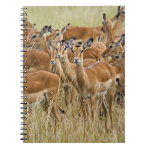 Caderno Espiral Manada de impalas fêmeas, Masai Mara, Quênia.