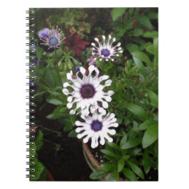 Caderno Espiral Margarida Africana Branca