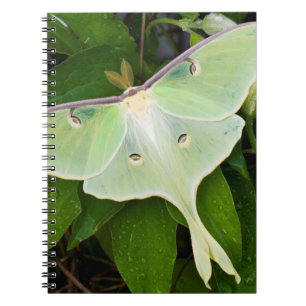 Caderno Espiral Mariposa Luna em Clematite de Carnaby