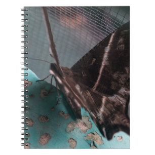 Caderno Espiral Mariposa Rabo de Andorinha Tropical