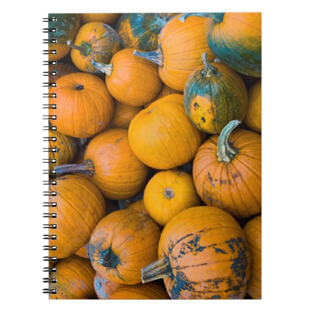 Caderno Espiral Massachusetts, Salisbury, abóboras, outono (Frente)