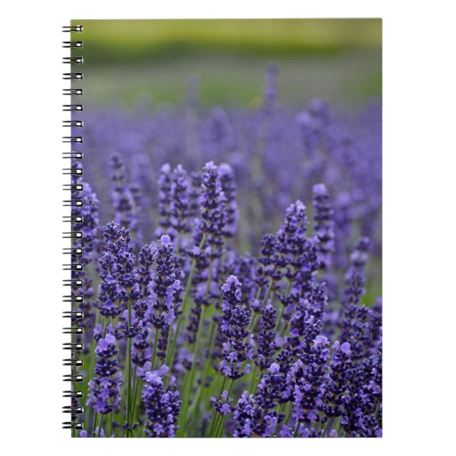 Caderno Espiral Meado de lavanda roxo (Frente)
