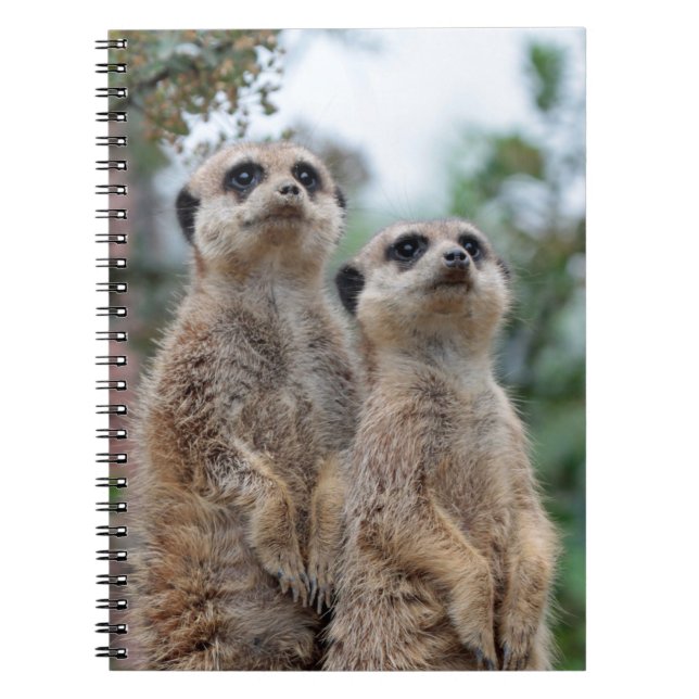 Caderno Espiral Meerkat 013 (Frente)