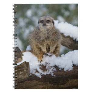 Caderno Espiral Meerkat Na Neve
