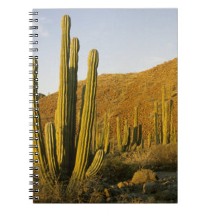 Caderno Espiral México, Baja, Ilha de Santa Catalina, Mar de