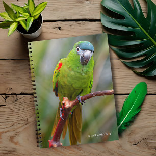 Caderno Espiral Mini Macaw de Hahn / Macaw com Manteiga Vermelha