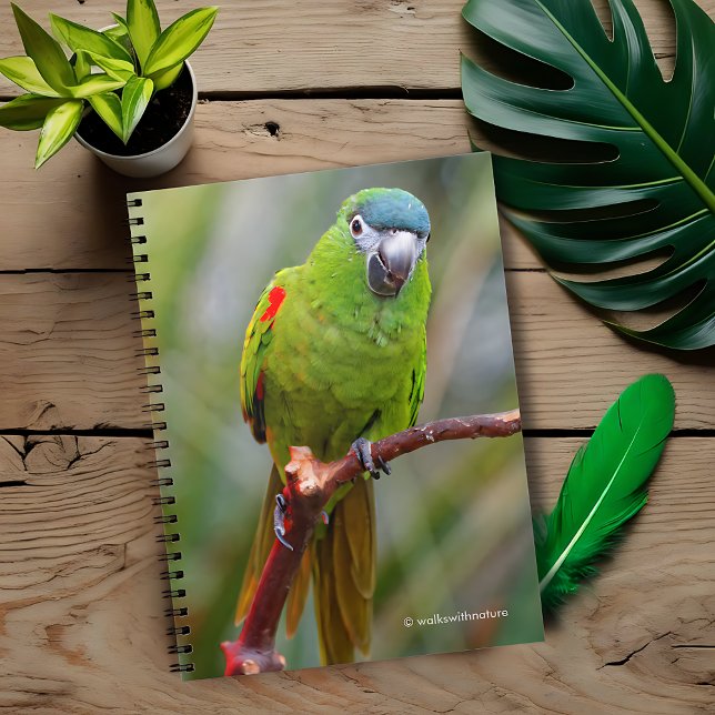 Caderno Espiral Mini Macaw de Hahn / Macaw com Manteiga Vermelha (Hahn's Red-Shouldered Mini Macaw Journal Cover Photo)