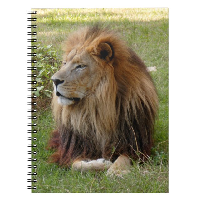 Caderno Espiral Modelo-Caderno (8x10) (Frente)