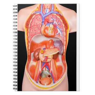 Caderno Espiral Modelo humano do torso com órgãos internos no
