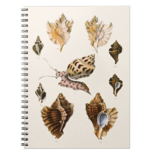 Caderno Espiral Moluscos e Caracóis, Organismos Marinhos Antigos