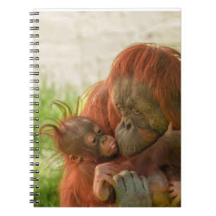 Caderno Espiral Momentos de Tensão Mãe de Orangutan