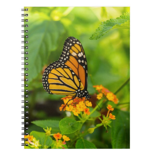Caderno Espiral Monarca Em Lantana (Frente)