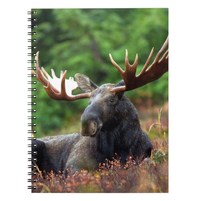 Caderno Espiral Moose Notebook (Frente)