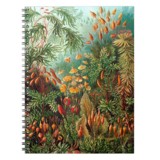 Caderno Espiral Moss (Muscinae) por Haeckel