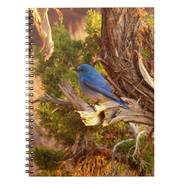 Caderno Espiral Mountain Bluebird at Arches National Park (Frente)