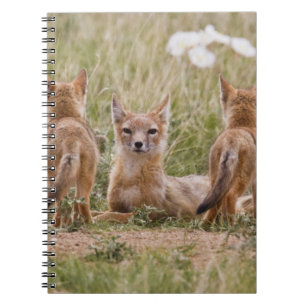 Caderno Espiral Mulher do Swift Fox (Vulpes velox) com tenra idade