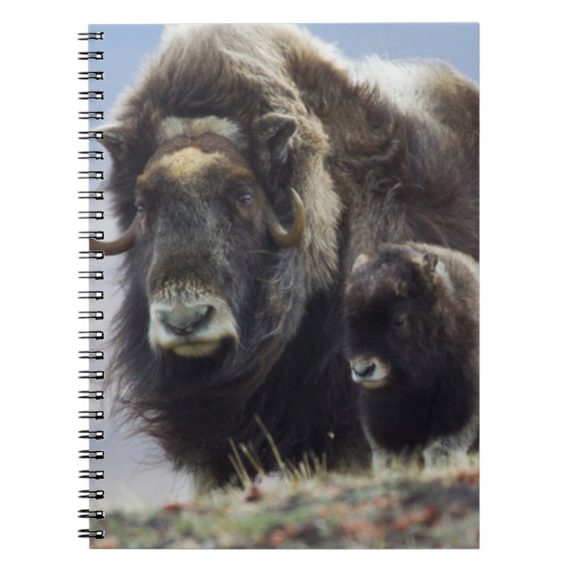 Caderno Espiral Musk Ox com Vitelo (Frente)