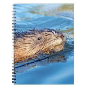 Caderno Espiral Muskrat na Reserva Ecológica da Fazenda de Vassar