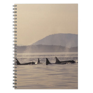 Caderno Espiral N.A., EUA, Washington, Ilhas San Juan Orca