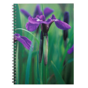 Caderno Espiral NA, EUA, Alasca, Ilha Knight, Íris selvagem