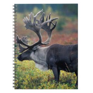 Caderno Espiral NA, EUA, Alasca, Parque Nacional Denali, Renasto-m