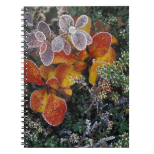 Caderno Espiral NA, EUA, Alaska. Parque Nacional Denali. Bearberry