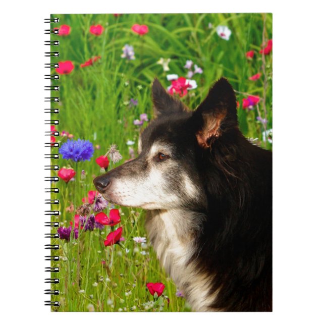Caderno Espiral Namorados Border Collie com belas flores (Frente)