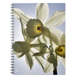 Caderno Espiral Narcissen die bloeien met een lente blauwe lucht 