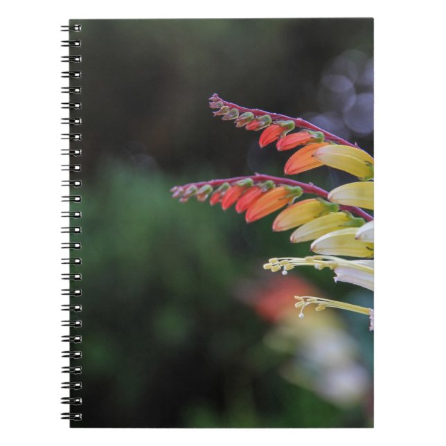 Caderno Espiral Natural (Frente)