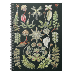 Caderno Espiral Natureza Científica Arte Ernst Haeckel Hepáticas