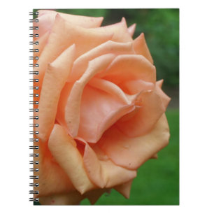 Caderno Espiral Natureza cor-de-rosa da flor do pêssego macro