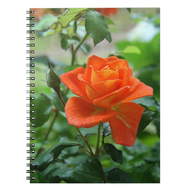 Caderno Espiral Natureza Rosa Rosa Rosa Flor (Frente)