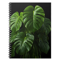 Negra Monstera Deliciosa Folhas