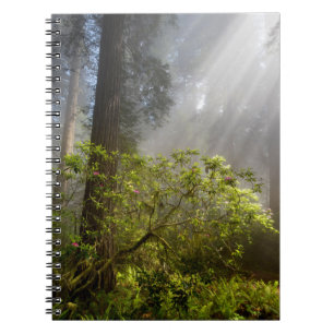 Caderno Espiral Névoa da Manhã em Rhododendron