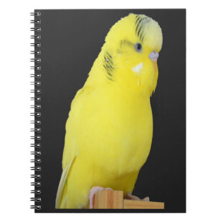 Caderno Espiral niedlicher gelber Wellensittich