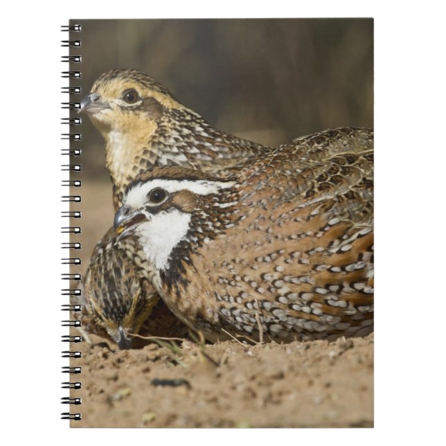 Caderno Espiral Norte Bobwhite codornizes na lagoa para beber (Frente)