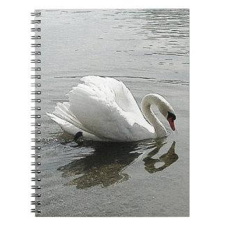 Caderno Espiral Nota: Cisne branco do livro, refletindo na água da