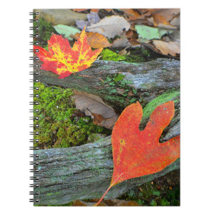 Caderno Espiral Notebook Autumn Leaf