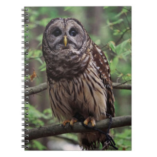 Caderno Espiral Notebook Barred Owl