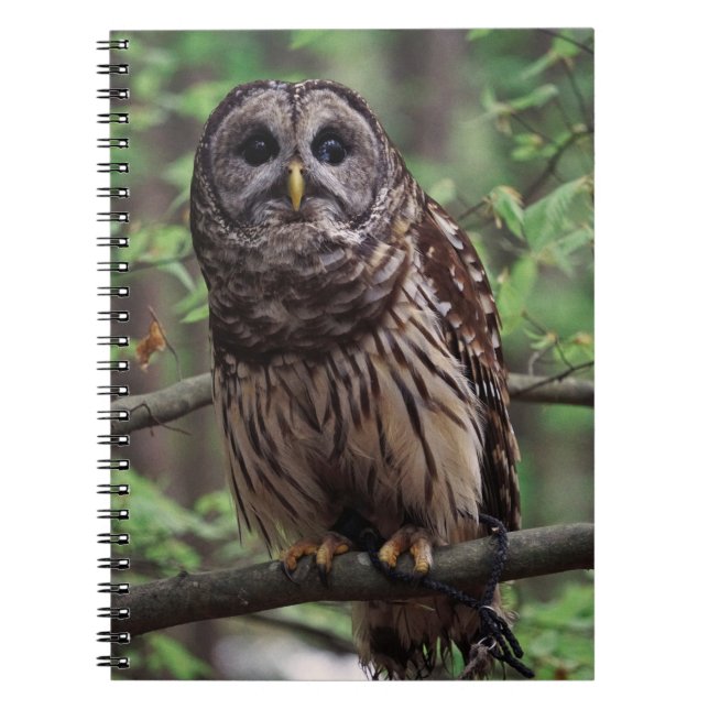 Caderno Espiral Notebook Barred Owl (Frente)