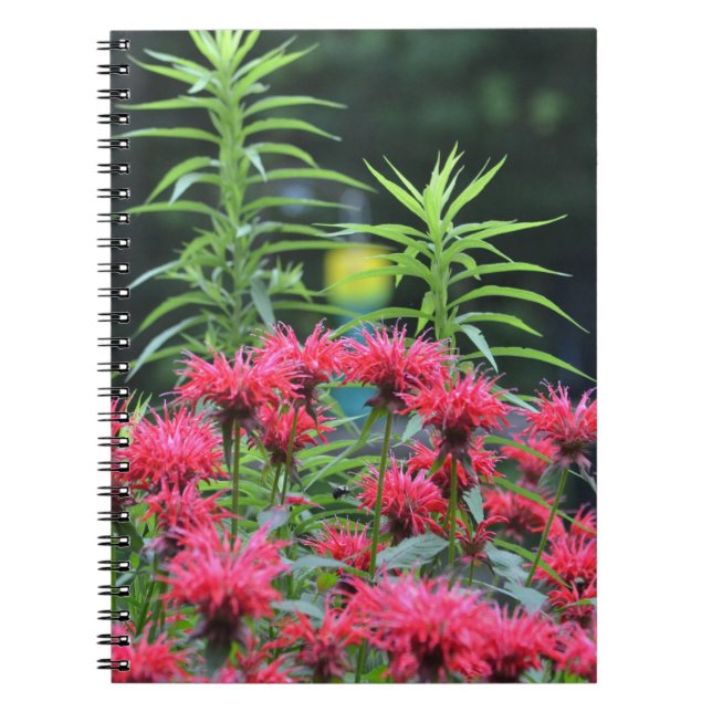 Caderno Espiral Notebook Bee Balm (Frente)