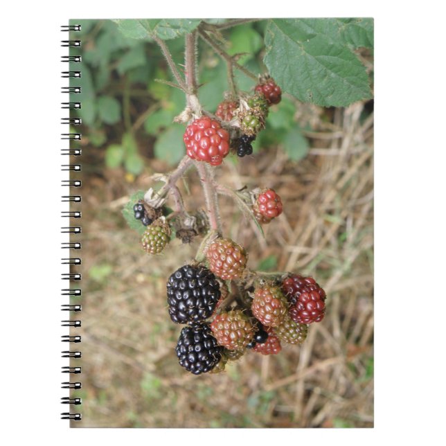 Caderno Espiral Notebook Blackberry Bonanza (Frente)