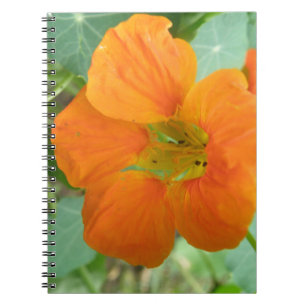 Caderno Espiral Notebook bonito Orange Nasturtium Flower