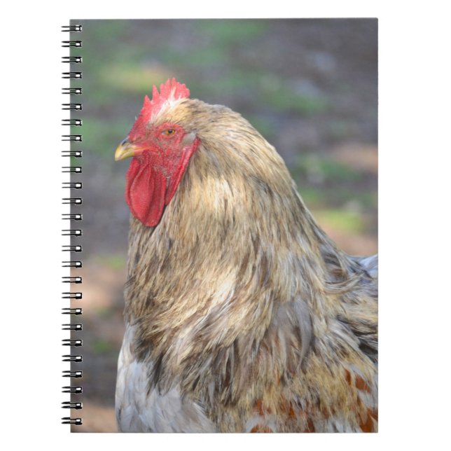 Caderno Espiral Notebook Brahma Rooster (Frente)