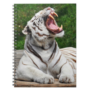 Caderno Espiral Notebook branco Tigre, Bengala Tiger