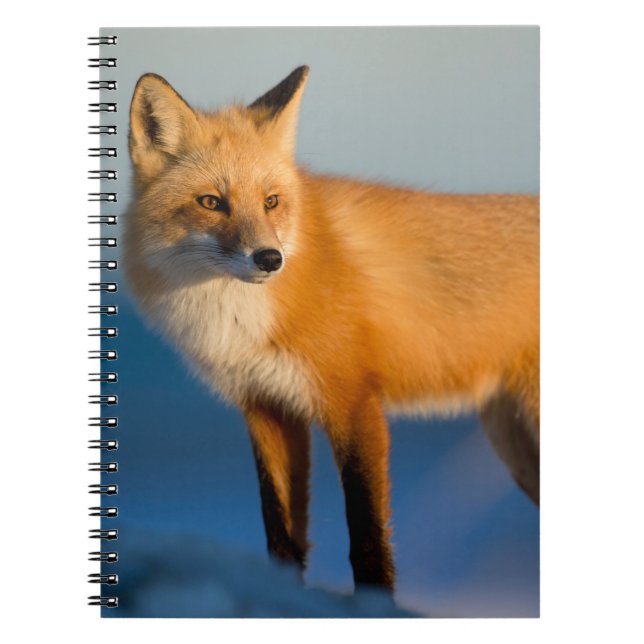 Caderno Espiral Notebook Brown Fox (Frente)