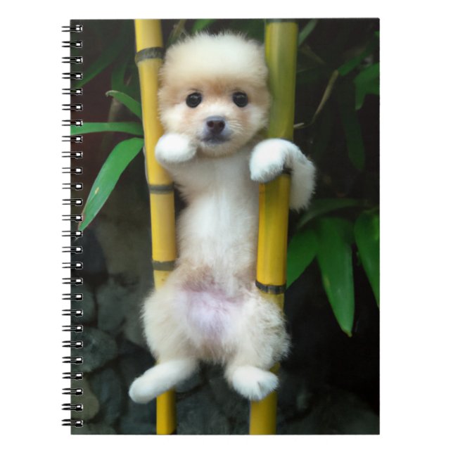 Caderno Espiral Notebook Cachinho Gaejook 개 죽 이 (Frente)
