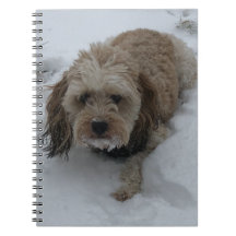 Notebook Cavapoo