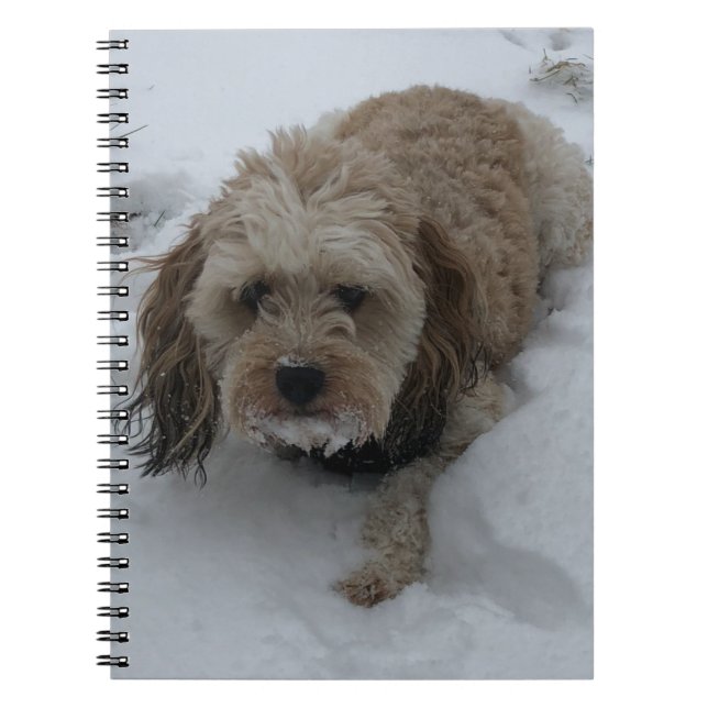 Caderno Espiral Notebook Cavapoo (Frente)