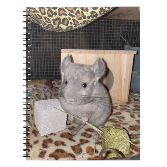 Caderno Espiral Notebook Chinchilla Spiral (Frente)